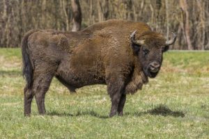 Żubr, który padł na Podkarpaciu z podejrzeniem gruźlicy. 6 osób pod nadzorem epidemiologicznym