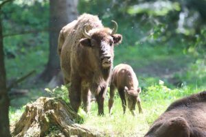 Gruźlica u żubrów w Bieszczadach. Potwierdzono przyczynę śmierci samicy