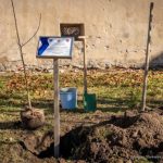 Jabłoń Ulmów trafiła na Słowację. To symboliczne upamiętnienie rodziny w Kraju Preszowskim