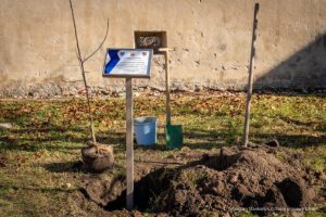 Jabłoń Ulmów trafiła na Słowację. To symboliczne upamiętnienie rodziny w Kraju Preszowskim