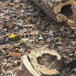 Miasto tnie drzewa w rezerwacie. Ile zniknie z Lisiej Góry i dlaczego?