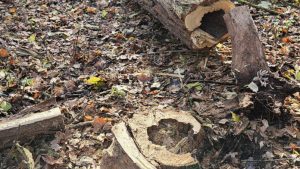 Miasto tnie drzewa w rezerwacie. Ile zniknie z Lisiej Góry i dlaczego?