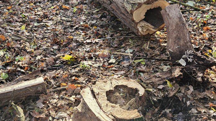 wycinkadrzew-lisia-gora