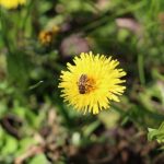 Od 2015 roku Podkarpacie posadziło 66 tys. roślin miododajnych. Wydano prawie milion złotych