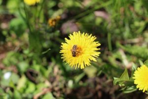 Od 2015 roku Podkarpacie posadziło 66 tys. roślin miododajnych. Wydano prawie milion złotych