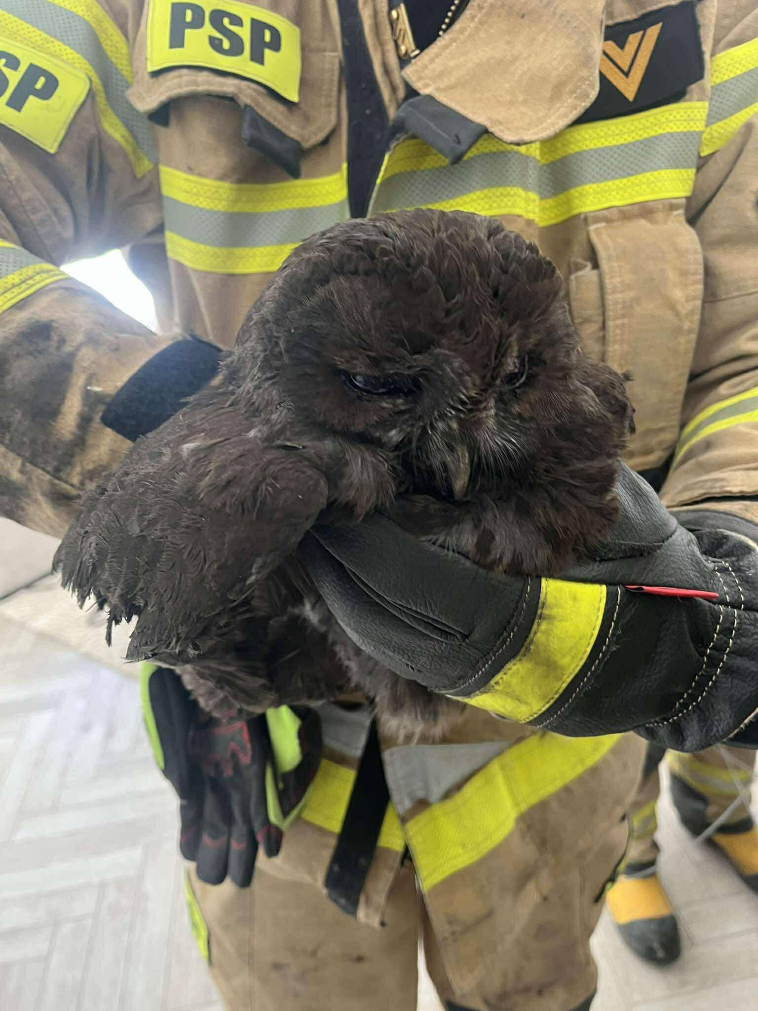 Sowa w przewodzie kominowym