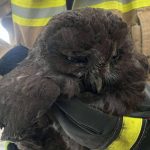 Przerażające odgłosy z wnętrza komina. Przyczyna - błąd w nawigacji