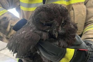 Przerażające odgłosy z wnętrza komina. Przyczyna - błąd w nawigacji