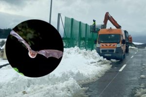 Specjalna ochrona nietoperzy na S19 na Podkarpaciu. Zwierzęta przelecą nad ruchliwą trasą [ZDJĘCIA]