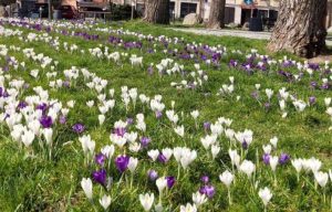W Rzeszowie powstanie druga łąka krokusowa! To hit poprzedniej wiosny