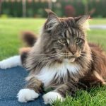 W Rzeszowie też wyparował kot za 12 tys. zł. Gdzie jest Tytus z Drabinianki?