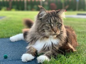 W Rzeszowie też wyparował kot za 12 tys. zł. Gdzie jest Tytus z Drabinianki?