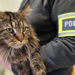 Zaczęło się od "kici kici", a skończyło na "proszę z nami". Zabrał kota wartego 12 tys. złotych