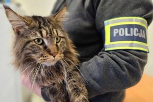 Zaczęło się od "kici kici", a skończyło na "proszę z nami". Zabrał kota wartego 12 tys. złotych