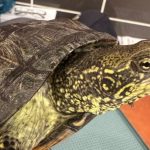 Chroniony żółw w pociągu. Sensacyjne odkrycie w bagażu Ukrainki na granicy [ZDJĘCIA]