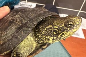 Chroniony żółw w pociągu. Sensacyjne odkrycie w bagażu Ukrainki na granicy [ZDJĘCIA]