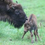 Gruźlica wśród żubrów w Bieszczadach. Osiem zwierząt zostanie uśmierconych