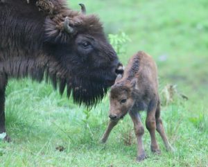 Gruźlica wśród żubrów w Bieszczadach. Osiem zwierząt zostanie uśmierconych