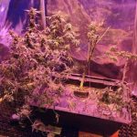 Niecodzienna uprawa 50-latka z Bieszczadów. Mężczyzna zatrzymany za narkotyki [ZDJĘCIA]