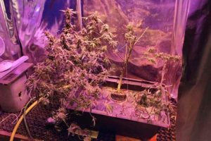 Niecodzienna uprawa 50-latka z Bieszczadów. Mężczyzna zatrzymany za narkotyki [ZDJĘCIA]