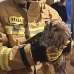 Nietypowy gość na samym dnie komina. Strażacy uratowali uwięzioną sowę