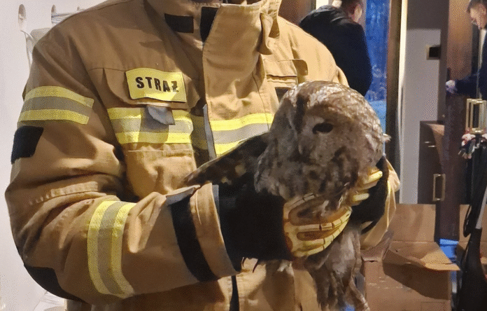 sowa-staraz-pozarna-00