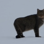 Oko w oko z drapieżnikiem. W bieszczadzkich lasach nagrano żbika, który nie czuje strachu [FILMY]