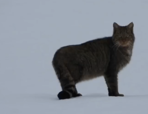 Oko w oko z drapieżnikiem. W bieszczadzkich lasach nagrano żbika, który nie czuje strachu [FILMY]