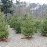 Prawie 6 tys. choinek oferują nadleśnictwa z okazji Świąt. Jodły, świerki i sosny