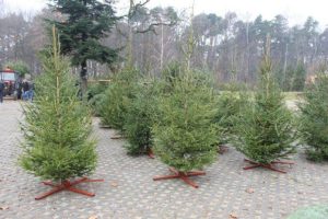 Prawie 6 tys. choinek oferują nadleśnictwa z okazji Świąt. Jodły, świerki i sosny