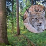 Rysi Las do wycinki? Lasy Państwowe: „Prace nie będą prowadzone do rozstrzygnięcia sporu”