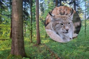 Rysi Las do wycinki? Lasy Państwowe: „Prace nie będą prowadzone do rozstrzygnięcia sporu”