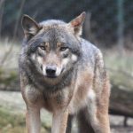 Zastrzelony wilk na Podkarpaciu. Martwe zwierzę odnaleziono na prywatnej posesji