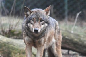 Zastrzelony wilk na Podkarpaciu. Martwe zwierzę odnaleziono na prywatnej posesji