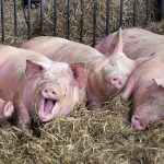 ASF na Podkarpaciu. Wojewoda wydała pilne rozporządzenie. Zakazy, strefa zakażona i wojsko w akcji