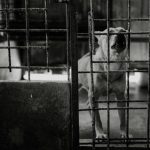 Kontrole schronisk w Polsce. W podkarpackiej placówce stwierdzono nieprawidłowości