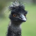 Niecodzienny widok na Podkarpaciu. Po ulicy chodziło... emu