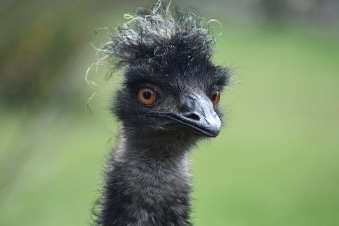 emu