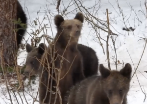 Nieplanowana pobudka w Bieszczadach. "Lunatykujące" niedźwiadki hitem sieci