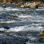 Przekroczenie stanów ostrzegawczych na Sanie. IMGW wydało ostrzeżenie 2 stopnia