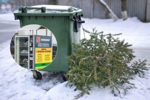 Rzeszów proponuje odbiór choinek spod domu. Warunek zakup worka i zgłoszenie