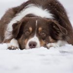 Rzeszów ruszył na ratunek psom. "Kundelek" apeluje w związku z mrozami o pomoc