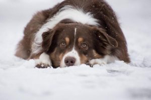 Rzeszów ruszył na ratunek psom. "Kundelek" apeluje w związku z mrozami o pomoc