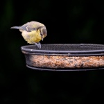 Rzeszowski ornitolog: rozpoczyna się najtrudniejszy czas dla ptaków. Muszą pilnować wagi co do grama