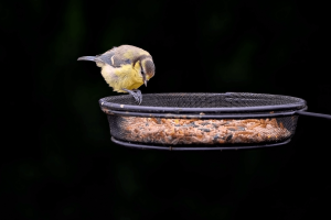 Rzeszowski ornitolog: rozpoczyna się najtrudniejszy czas dla ptaków. Muszą pilnować wagi co do grama