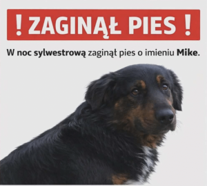 Rzeszowskie schronisko "Kundelek" liczy ofiary Sylwestra. Rozpoznajesz swojego kota lub psa? [ZDJĘCIA]