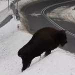 Spotkanie z „królem puszczy”. Zachwyt internautów i ważne ostrzeżenie leśników [FILM]