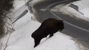 Spotkanie z „królem puszczy”. Zachwyt internautów i ważne ostrzeżenie leśników [FILM]