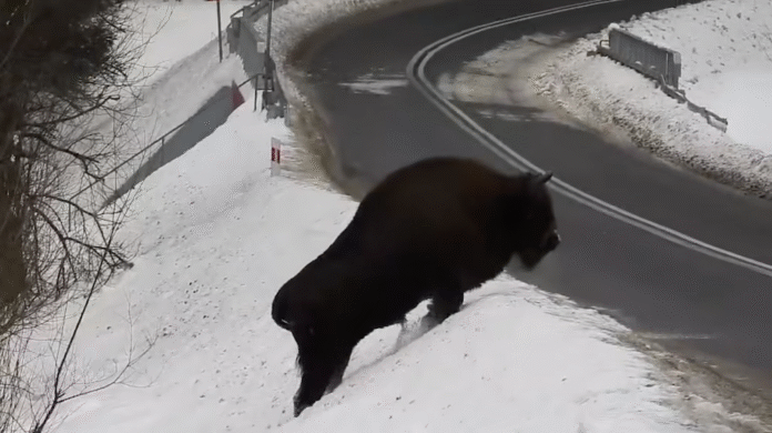żubr bieszczady Nadleśnictwo Baligród