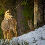 Wielkie dokarmianie w lasach Podkarpacia. Na zwierzęta czeka kilkaset miejsc z jedzeniem